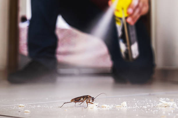 Best Insect Control  in Nitro, WV
