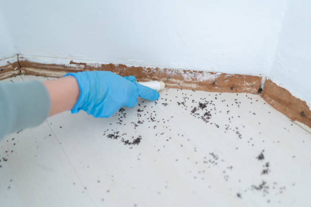 Best Termite Control Services  in Nitro, WV